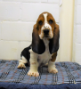 Zdjęcie №1. basset hound - na sprzedaż w Stockholm | negocjowane | Zapowiedź №97868