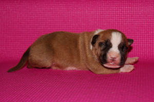 Dodatkowe zdjęcia: Wspaniałe dziewczyny rasy American Staffordshire Terrier są na sprzedaż.