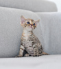 Zdjęcie №4. Sprzedam devon rex w Vreden. hodowca - cena - 6278zł