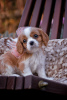 Zdjęcie №2 do zapowiedźy № 78563 na sprzedaż  cavalier king charles spaniel - wkupić się Białoruś od żłobka