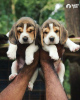 Zdjęcie №1. beagle (rasa psa) - na sprzedaż w Болонья | 2721zł | Zapowiedź №50283