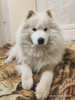 Zdjęcie №2 do zapowiedźy № 6153 na sprzedaż  samojed (rasa psa) - wkupić się Federacja Rosyjska hodowca