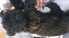 Zdjęcie №4. Sprzedam cairn terrier w Kowno. hodowca - cena - 4275zł