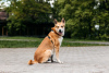 Zdjęcie №1. pies nierasowy - na sprzedaż w Москва | Bezpłatny | Zapowiedź №105277