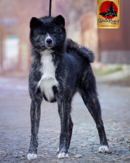 Zdjęcie №2 do zapowiedźy № 5605 na sprzedaż  akita (rasa psa) - wkupić się Federacja Rosyjska od żłobka