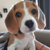 Zdjęcie №2 do zapowiedźy № 65064 na sprzedaż  beagle (rasa psa) - wkupić się Kuwejt prywatne ogłoszenie