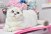 Zdjęcie №1. kot brytyjski krótkowłosy - na sprzedaż w Dnipro | 2575zł | Zapowiedź № 36927
