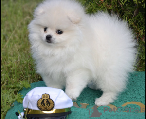 Zdjęcie №3. Pomorski szczeniak. Federacja Rosyjska