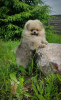 Zdjęcie №2 do zapowiedźy № 107364 na sprzedaż  pies nierasowy - wkupić się Białoruś hodowca