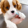 Zdjęcie №2 do zapowiedźy № 120685 na sprzedaż  cavalier king charles spaniel - wkupić się Belgia 