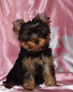 Zdjęcie №3. Szczenięta Yorkshire terrier, dwie dziewczyny.. Federacja Rosyjska