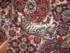 Zdjęcie №2 do zapowiedźy № 7944 na sprzedaż  kot bengalski - wkupić się Federacja Rosyjska od żłobka