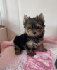 Zdjęcie №1. yorkshire terrier - na sprzedaż w Miskolc | negocjowane | Zapowiedź №110170