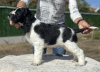 Zdjęcie №4. Sprzedam springer spaniel angielski w Plovdiv. hodowca - cena - 6278zł