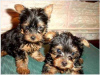 Zdjęcie №1. yorkshire terrier - na sprzedaż w Praga | Bezpłatny | Zapowiedź №124139