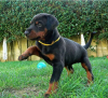 Zdjęcie №1. doberman - na sprzedaż w Stockholm | negocjowane | Zapowiedź №96300