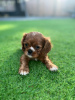 Zdjęcie №1. cavalier king charles spaniel - na sprzedaż w Essen | 1256zł | Zapowiedź №90320