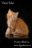 Zdjęcie №2 do zapowiedźy № 68530 na sprzedaż  kot syberyjski - wkupić się Federacja Rosyjska od żłobka