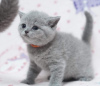 Zdjęcie №2 do zapowiedźy № 50789 na sprzedaż  kot brytyjski krótkowłosy - wkupić się USA prywatne ogłoszenie