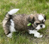 Zdjęcie №2 do zapowiedźy № 111385 na sprzedaż  shih tzu - wkupić się USA prywatne ogłoszenie