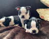 Zdjęcie №3. Urocze szczenięta Boston Terrier do bezpłatnej adopcji. Niemcy