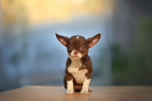 Dodatkowe zdjęcia: Czekoladowy Chihuahua