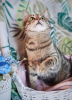 Zdjęcie №3. Kotek o szmaragdowych oczach Mira w dobrych rękach. Federacja Rosyjska