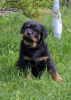 Zdjęcie №4. Sprzedam rottweiler w Bobruisk. od żłobka - cena - 4186zł