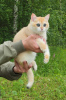 Zdjęcie №1. kot brytyjski krótkowłosy - na sprzedaż w Cherepovets | negocjowane | Zapowiedź № 64563