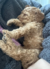 Zdjęcie №3. Szczenięta F1B Cavapoo. Australia