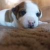 Dodatkowe zdjęcia: Szczenięta rasy Jack Russell Terrier