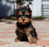 Zdjęcie №2 do zapowiedźy № 119352 na sprzedaż  yorkshire terrier - wkupić się Niemcy prywatne ogłoszenie