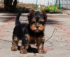 Zdjęcie №1. yorkshire terrier - na sprzedaż w Dusseldorf | 1109zł | Zapowiedź №119352