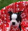 Zdjęcie №3. Urocze szczenięta Boston Terrier do bezpłatnej adopcji. Niemcy