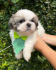 Zdjęcie №2 do zapowiedźy № 42910 na sprzedaż  shih tzu - wkupić się USA hodowca