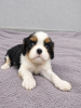 Dodatkowe zdjęcia: Doskonałe szczenięta czystej krwi Cavalier King Charles Spaniel.
