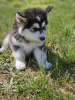 Zdjęcie №4. Sprzedam alaskan malamute w Salt Lake City.  - cena - Bezpłatny