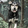 Zdjęcie №1. pies nierasowy - na sprzedaż w Москва | Bezpłatny | Zapowiedź №75097