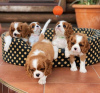 Zdjęcie №1. cavalier king charles spaniel - na sprzedaż w Bournemouth | negocjowane | Zapowiedź №71135