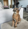 Dodatkowe zdjęcia: Do adopcji przyjacielski kociak karakal i kotek serwal afrykański