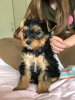 Zdjęcie №3. Szczeniak Yorkshire Terrier Filiżanka do bezpłatnej adopcji. Niemcy