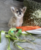 Zdjęcie №2 do zapowiedźy № 98466 na sprzedaż  chihuahua (rasa psów) - wkupić się Niemcy prywatne ogłoszenie, od żłobka, ze schronu, hodowca
