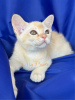 Zdjęcie №2 do zapowiedźy № 99704 na sprzedaż  kot burmski - wkupić się Federacja Rosyjska od żłobka