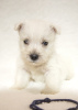 Zdjęcie №4. Sprzedam west highland white terrier w Tyraspol. od żłobka - cena - 3348zł