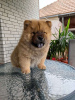 Dodatkowe zdjęcia: Chow Chow males