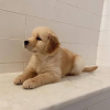 Zdjęcie №2 do zapowiedźy № 104891 na sprzedaż  golden retriever - wkupić się Australia prywatne ogłoszenie