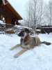 Zdjęcie №2 do zapowiedźy № 18272 na sprzedaż  pies nierasowy - wkupić się Federacja Rosyjska prywatne ogłoszenie