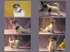 Dodatkowe zdjęcia: Sprzedam szczenięta Jack Russell Terrier