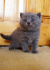 Zdjęcie №1. kot brytyjski krótkowłosy - na sprzedaż w Londyn | negocjowane | Zapowiedź № 15705