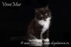 Zdjęcie №2 do zapowiedźy № 68535 na sprzedaż  kot syberyjski - wkupić się Federacja Rosyjska od żłobka